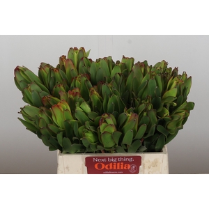 Leucadendron Laurel Yellow