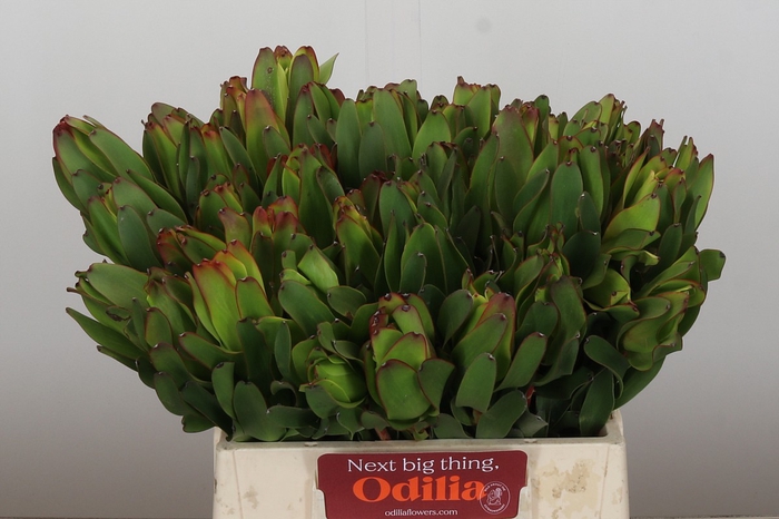 Leucadendron Laurel Yellow