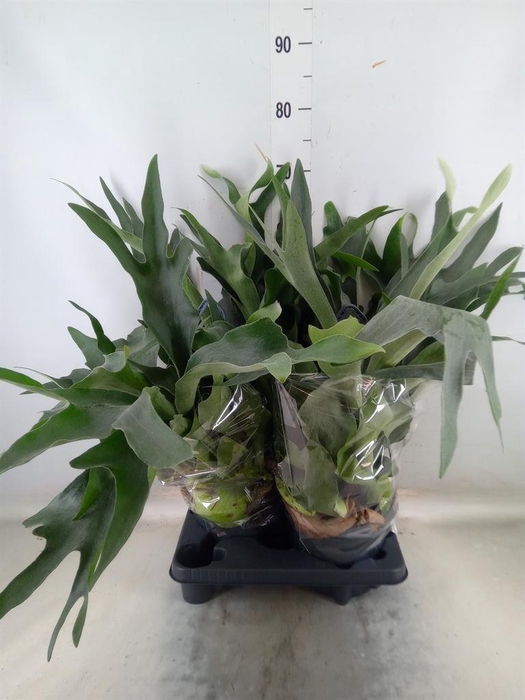 <h4>Platycerium bifurc.</h4>