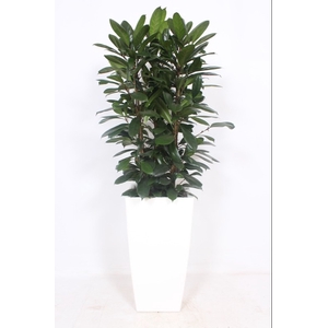 Ficus Cyathistipula Kunstof Piza Wit