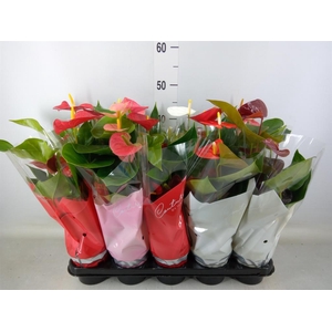 Anthurium   ...mix 4