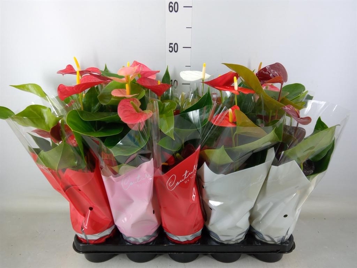 <h4>Anthurium   ...mix 4</h4>