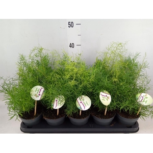 Asparagus dens. 'Sprengeri'