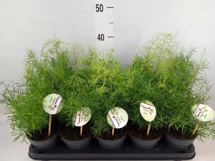 <h4>Asparagus dens. 'Sprengeri'</h4>