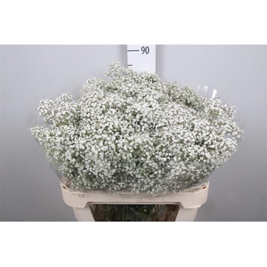 Gyps Pa Million Stars 2