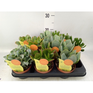 Crassula   ...mix