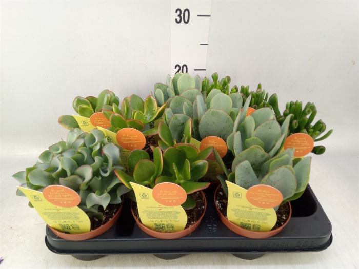 <h4>Crassula   ...mix</h4>