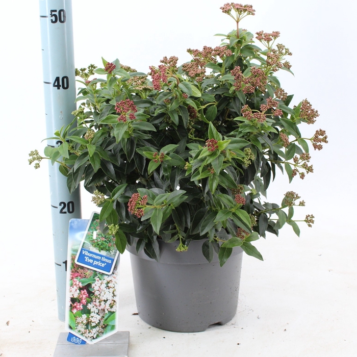 Viburnum tinus 'Mix Shelve' C5
