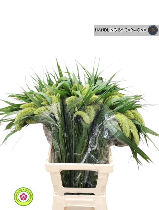 <h4>SETARIA ITALICA</h4>