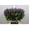 Agastache White