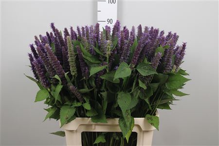 <h4>Agastache Blue</h4>