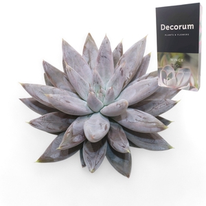 Echeveria Tolianensis Cutflower Wincx-10cm
