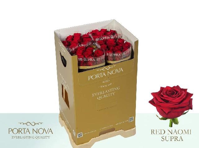 <h4>Rosa large red naomi! Supra Porta Nova</h4>