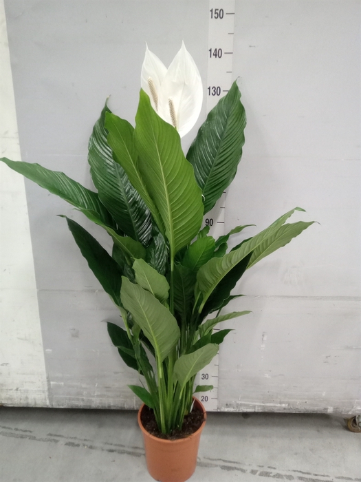 <h4>Spathiphyllum  'Sweet Sebastiano'</h4>