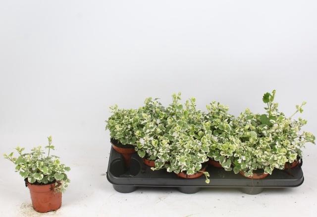 <h4>GLEC HE VARIEGATA</h4>