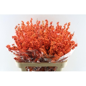 Ilex Verticilata Winter Gold