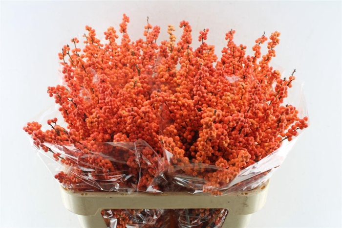 <h4>Ilex Verticilata Winter Gold</h4>