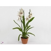Beallara  'Tahoma Glacier Green'