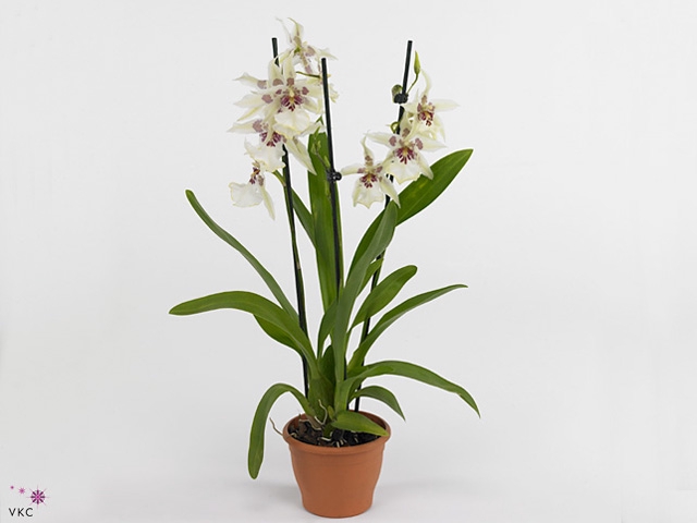 Beallara  'Tahoma Glacier Green'