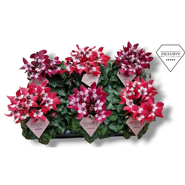 <h4>Cyclamen Exclusive® - Djix Mix Rood/Wijnrood</h4>