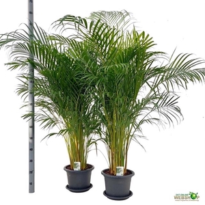 Areca lutescens 30Ø 150cm 20pp
