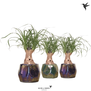 Kolibri Greens Beaucarnea in Pearl pot blue green mix