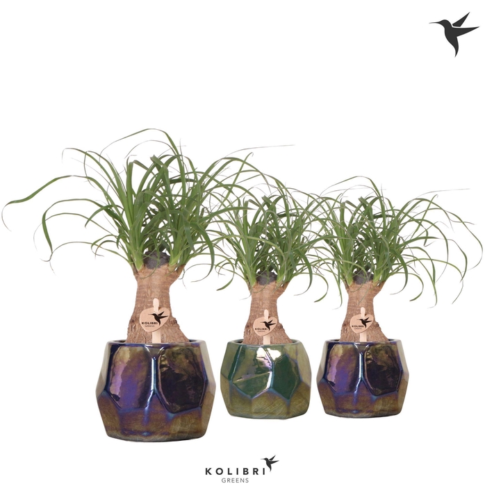 <h4>Kolibri Greens Beaucarnea in Pearl pot blue green mix</h4>