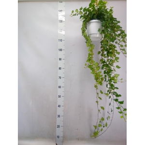 Hedera helix 'Wonder'