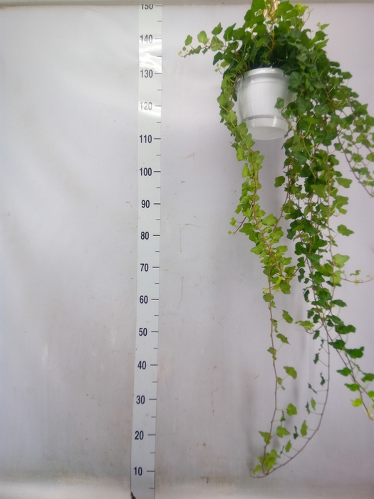 <h4>Hedera helix 'Wonder'</h4>