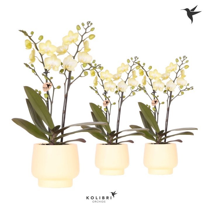 <h4>Kolibri Orchids Phalaenopsis yellow 2spike in Scandic pot yellow</h4>