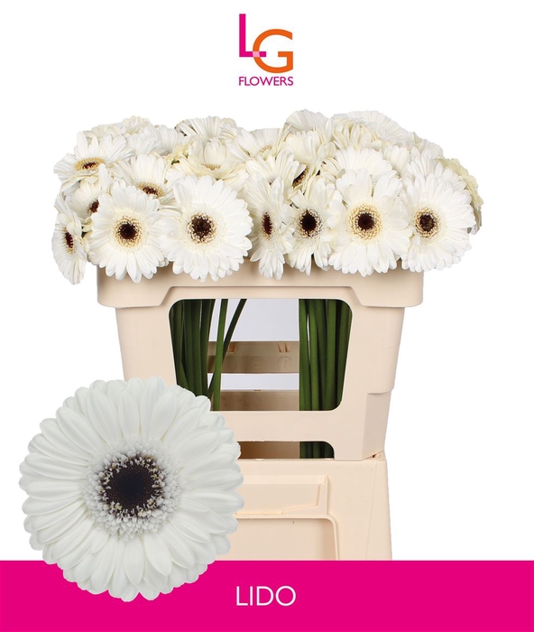 <h4>Ge Mi Lido Hoes - Fust 996</h4>