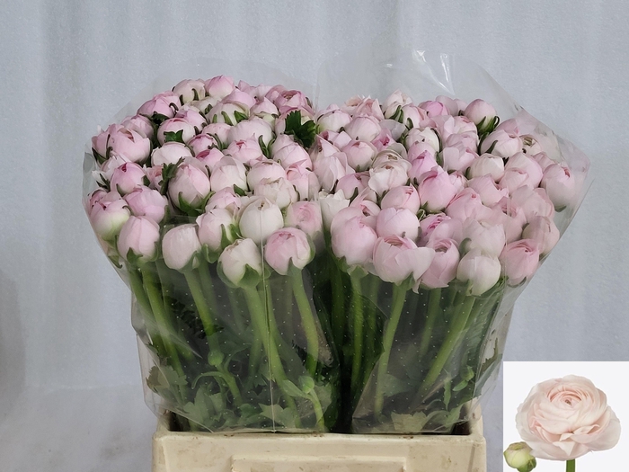 <h4>RAN SU LADY</h4>