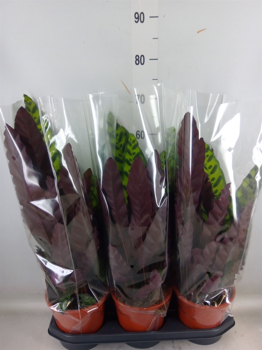 <h4>Calathea lancifolia</h4>