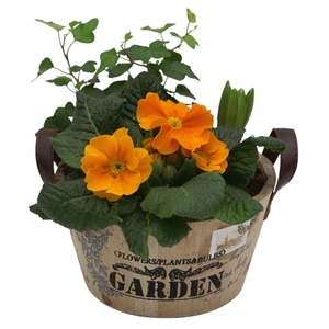 Primula Ronde bak hedra hys 419