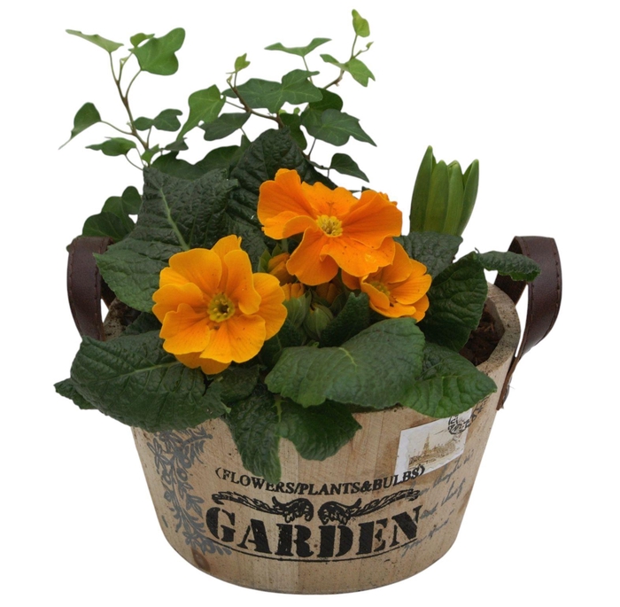 <h4>Primula Ronde bak hedra hys 419</h4>