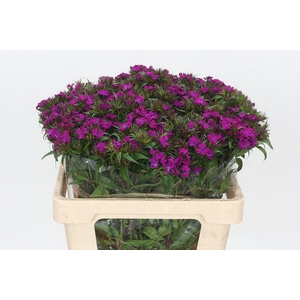 Dianthus Br Amazon Neon Purple