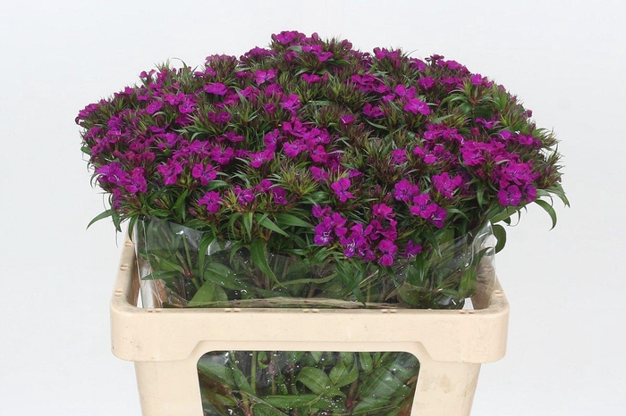 <h4>Dianthus Br Amazon Neon Purple</h4>