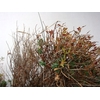 EUPHORBIA SPINOSA LONG 300