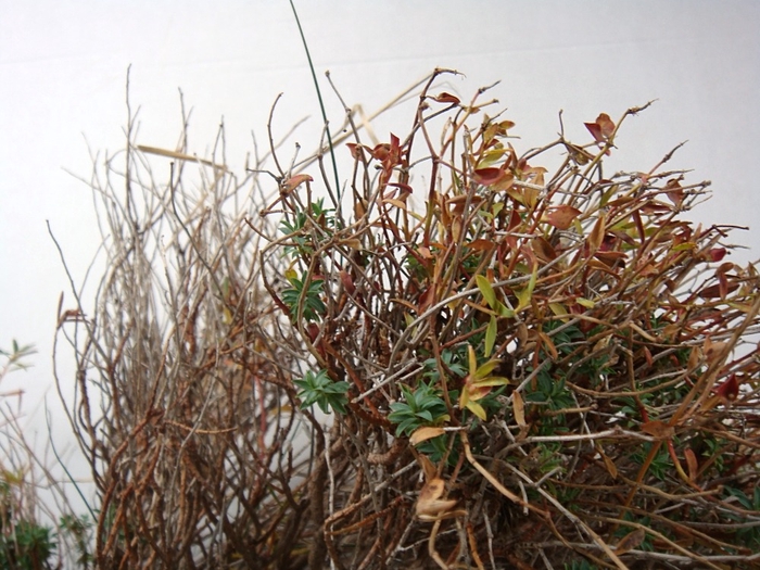 EUPHORBIA SPINOSA LONG 300
