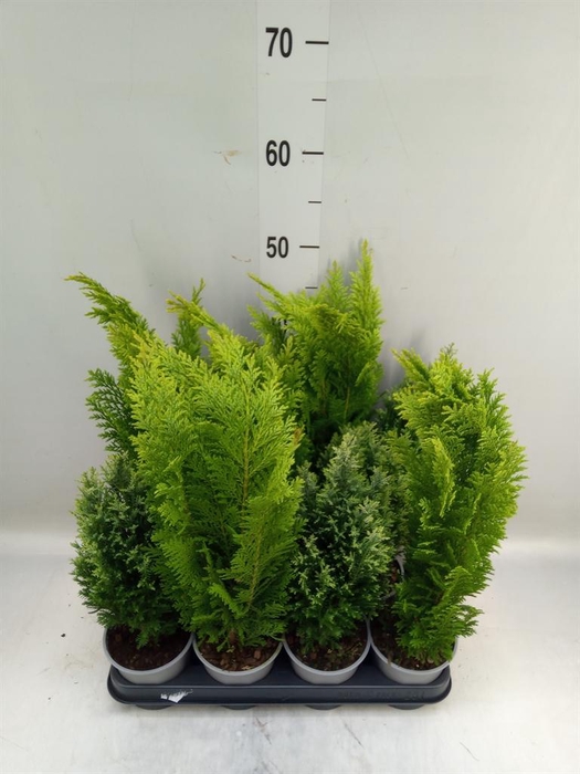 <h4>Conifers   ...mix</h4>