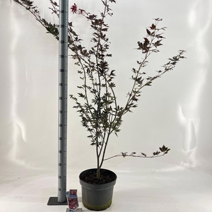 Acer palmatum Trompenburg