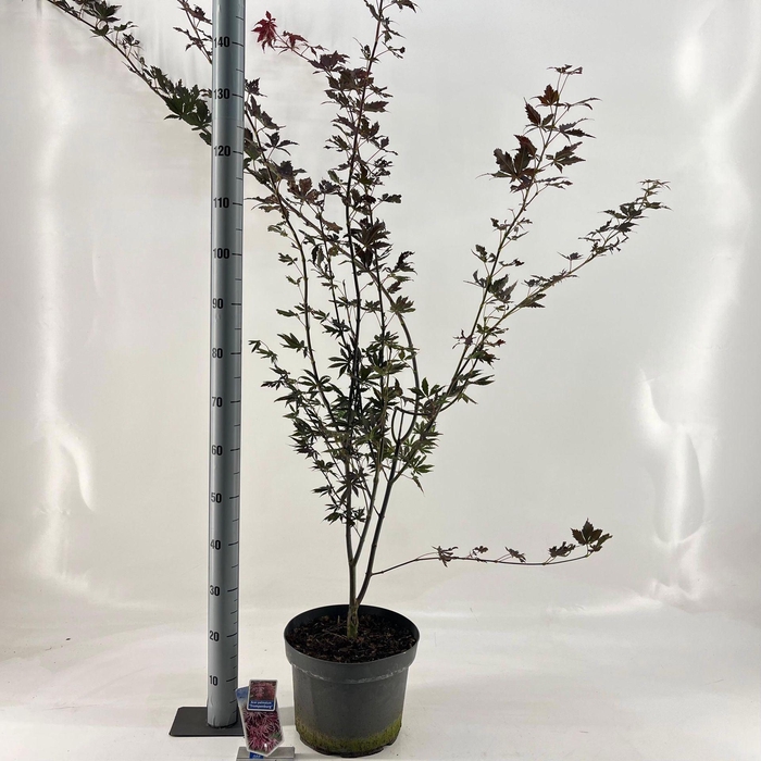Acer palmatum Trompenburg