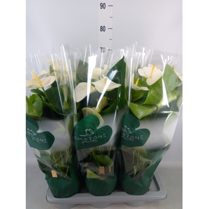 Anthurium andr. 'Samora'