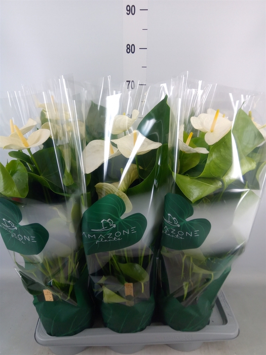 <h4>Anthurium andr. 'Samora'</h4>