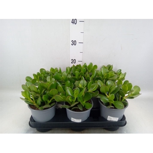 Crassula ovata
