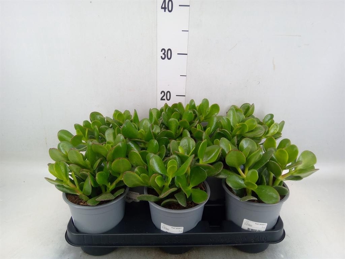 <h4>Crassula ovata</h4>