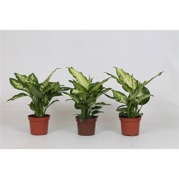 <h4>Dieffenbachia mix</h4>