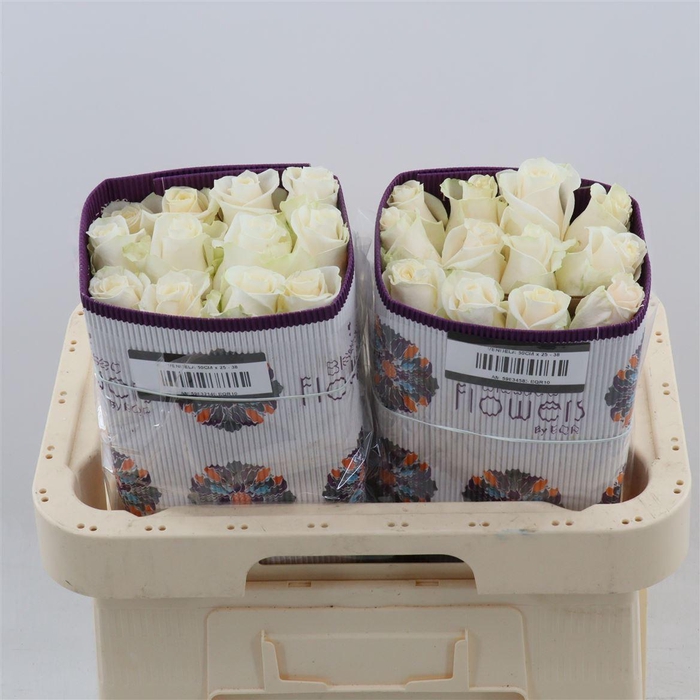 <h4>Rosa gr Vendela</h4>