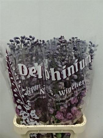 <h4>Delph El Dewi Melody Pink</h4>