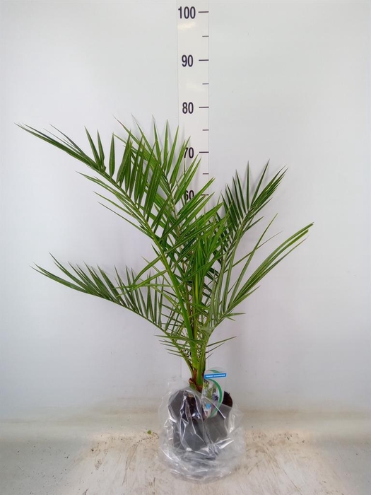 <h4>Phoenix canariensis</h4>
